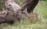 A dik-dik, one of the world's smallest antelopes, within feet of guest tents on the grounds of the fenced Tortilis camp, on a conservancy near Amboseli National Park.