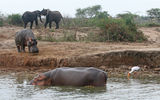 The country hopes its strengths as a safari destination will help it overcome a tumultuous past and contentious issues in the present. Pictured here, elephants and hippos share the bank of the Kazinga Channel across from Mweya Safari Lodge in Queen Elizabeth National Park. Photos by Arnie Weissmann; posted June 12, 2012.