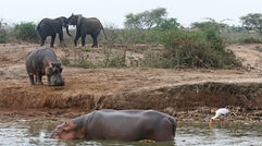 The country hopes its strengths as a safari destination will help it overcome a tumultuous past and contentious issues in the present. Pictured here, elephants and hippos share the bank of the Kazinga Channel across from Mweya Safari Lodge in Queen Elizabeth National Park. Photos by Arnie Weissmann; posted June 12, 2012.
