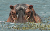 A hippo rises to watch a passing boat on the Nile in Murchison Falls National Park.