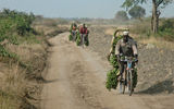 A dusty road in Queen Elizabeth National Park serves as a supply route for transporting plantains.
