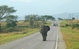 An elephant stays in his lane on a road near Queen Elizabeth National Park.
