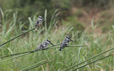 Three gray-headed kingfishers stare into the Kazinga Channel in search of lunch.