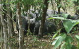 A baby rhino pauses from nursing in the Ziwa Rhino Sanctuary.