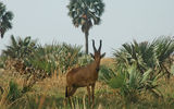 A lelwel hartebeest in Murchison Falls National Park.