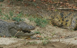 A crocodile watches over newborns on a muddy bank of the Nile near Murchison Falls.