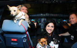 Virgin America pilots welcome Rebecca Katz of San Francisco's Animal Care and Control and Chihuahua pups being flown to New York so they can be adopted as part of Operation Chihuahua airlift.