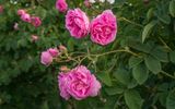 Explore the Rose Gardens of Taif. Visitors should be sure to visit the historic city of Taif, which is renowned for its perfume production. The flowers produced here have led to a unique perfume scent known as "Taifi." The byproduct of these flowers is also used to make things such as rosewater and rose oil.