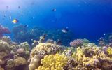 Dive and Snorkel the Red Sea. Visitors to Saudi Arabia won't want to head home before experiencing what lies below the surface of the Red Sea, considered by many to be the final frontier of diving. This pristine underwater locale is home to more than 1,200 different species of fish, one-fifth of which can only be found here.