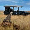 A cheetah at Suyian Conservancy, which is an unfenced wildlife habitat that is part of the wider Laikipia-Ewaso ecosystem.