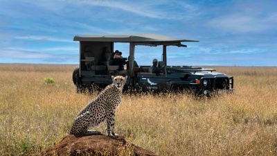 A cheetah at Suyian Conservancy, which is an unfenced wildlife habitat that is part of the wider Laikipia-Ewaso ecosystem.