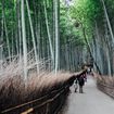 Kyoto's Bamboo Forest is one of the immersive stops on Windstar's Asia itineraries.