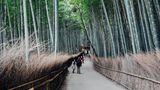 Kyoto's Bamboo Forest is one of the immersive stops on Windstar's Asia itineraries.