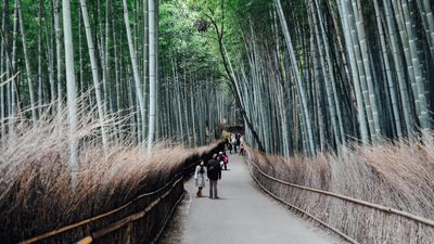 Kyoto's Bamboo Forest is one of the immersive stops on Windstar's Asia itineraries.