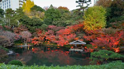 Japan is surging in popularity and airlines are adding flights