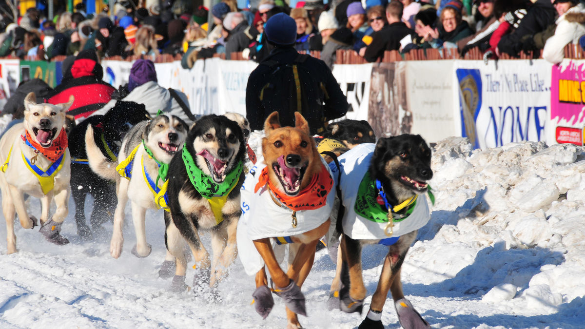 It's party time as mushers gather for Iditarod