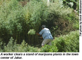 Marijuana plants in Bhutan