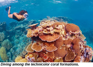 Great Barrier Reef coral