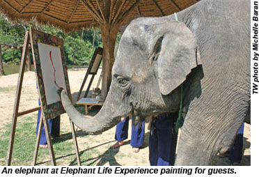 Elephant Life Experience