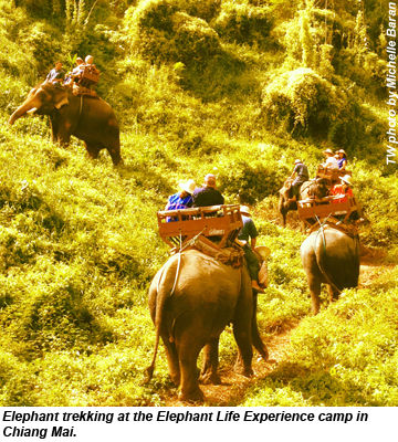Chang Mai elephants