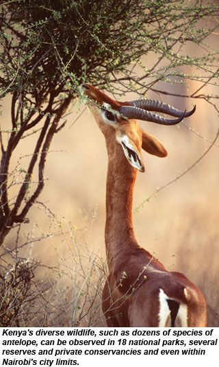 Kenya Antelope