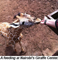 Giraffe Center