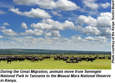 Kenya Great Migration