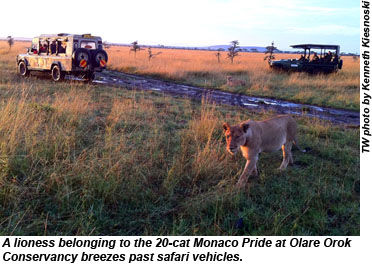 Kenya lioness