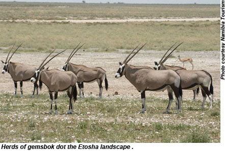 Namibia Etosha Gemsbok