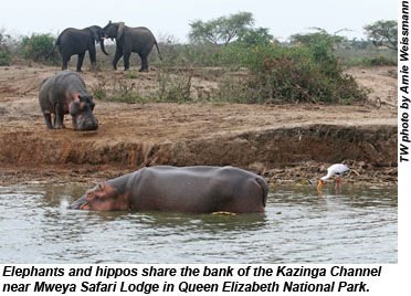 Elephants and hippos on the Kazinga Channel