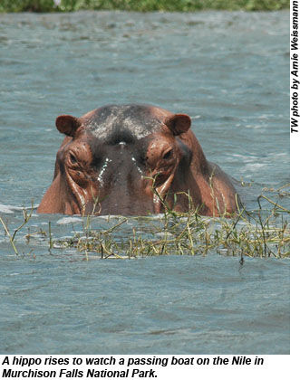 Hippo in Uganda