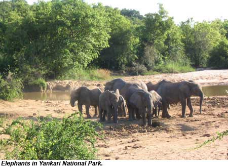 Elephants in Yankari National Park, Nigeria.
