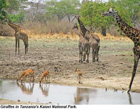 Tanzania Katavi National Park