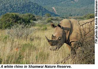 White Rhino