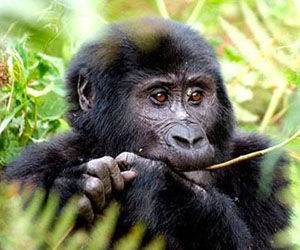 Gorilla Uganda