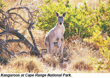 Cape Range National Park kangaroos