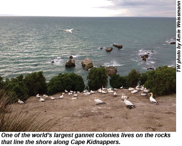 New Zealand Cape Kidnappers Gannets