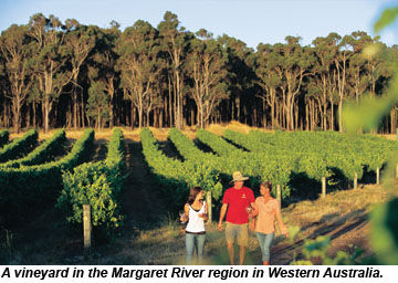 Western Australia vineyard