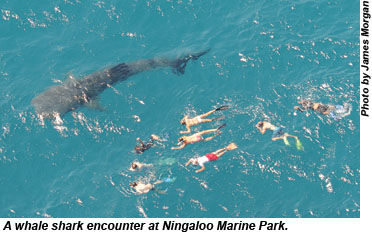 Whale shark at Ningaloo Marine Park