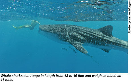 Up close with a whale shark in Australia