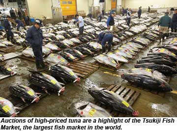 Tokyo Tsukiji Fish Market