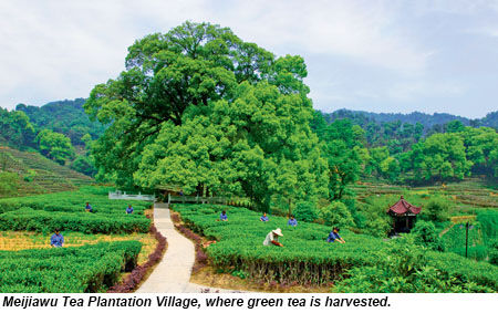 Meijiawu Tea Plantation Village, where green tea is harvested.