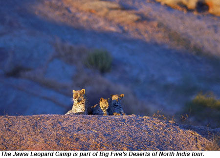 Jawai Leopard Camp, India