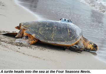Turtle at Four Seasons Nevis