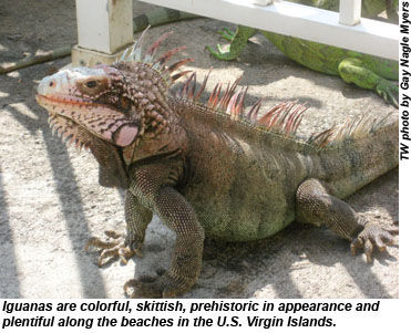 Iguana in the U.S. Virgin Islands