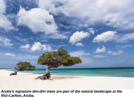 Divi-divi trees are part of the natural landscape at the Ritz-Carlton, Aruba.