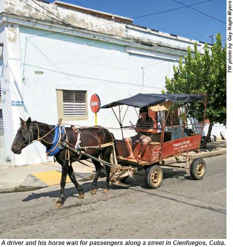 A driver and his horse wait for passengers along a street in Cienfuegos.