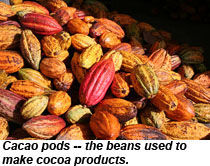 Cacao Pods