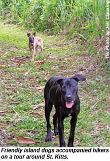 St. Kitts dogs