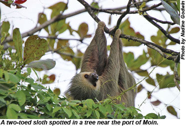 A two-toed sloth